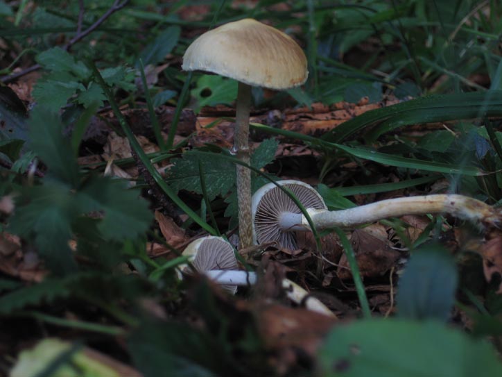 Clitopilus prunulus....e altro....